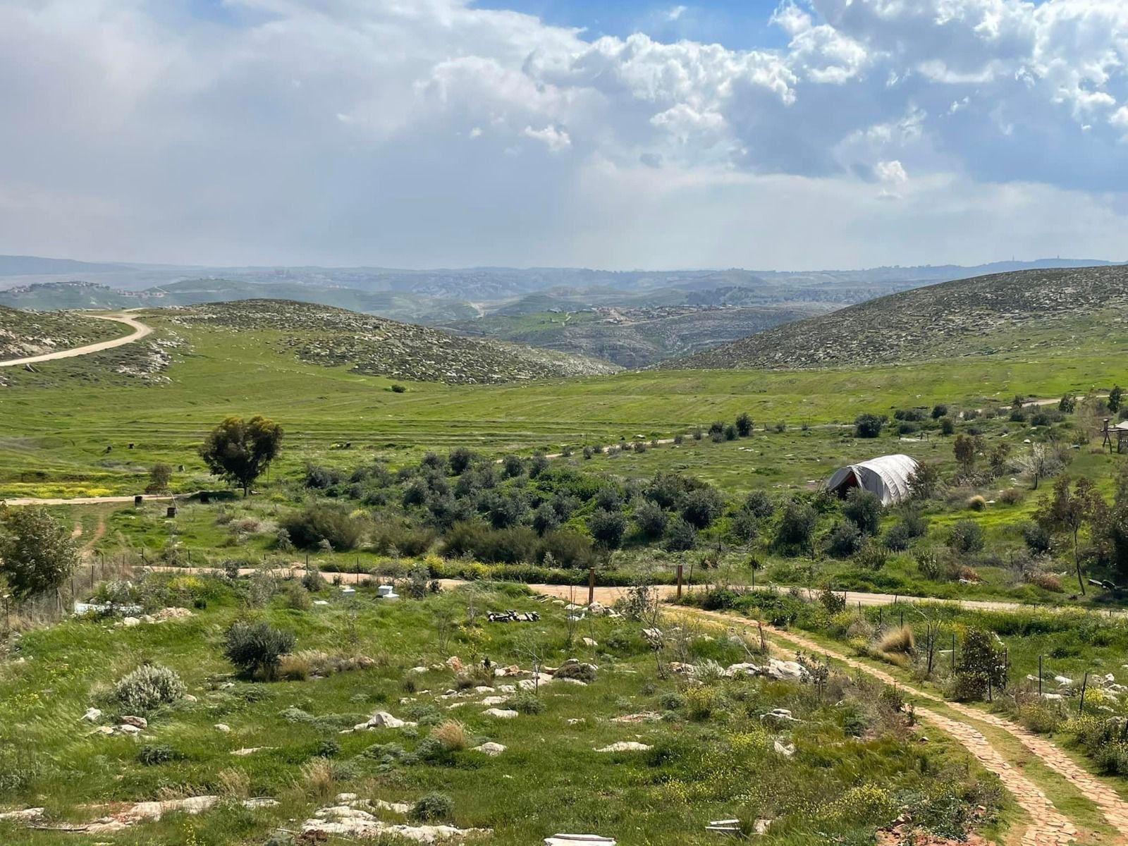 הבית הצהוב 8