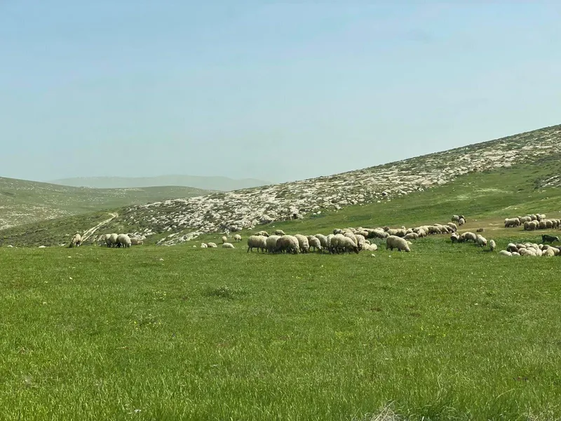 הבית הצהוב 12