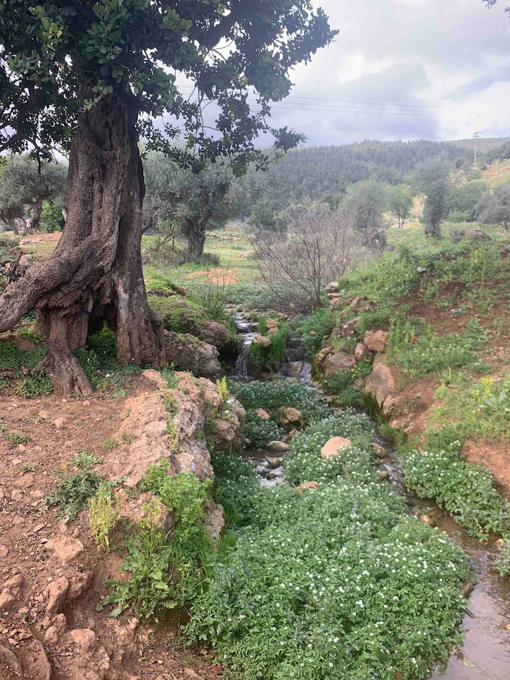 סוויטת מגנוליה 21