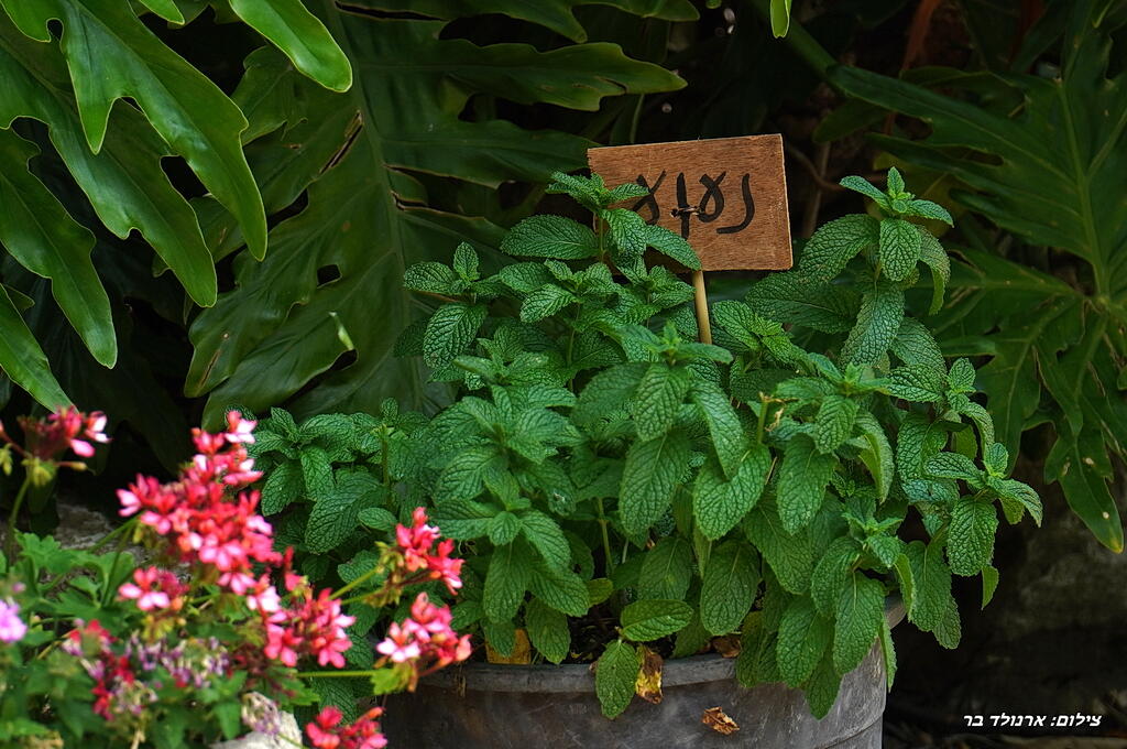 בקתות הלוטם 25