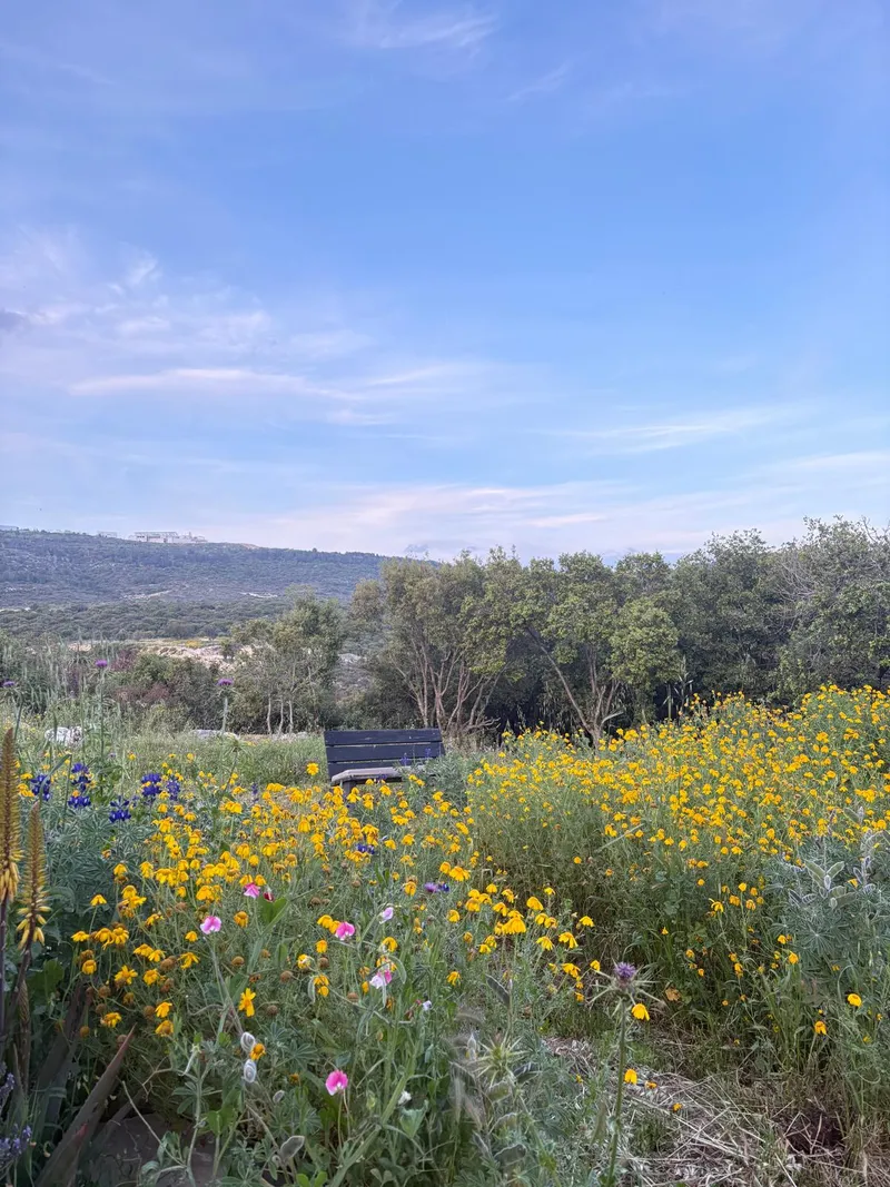 זיו השחר 20