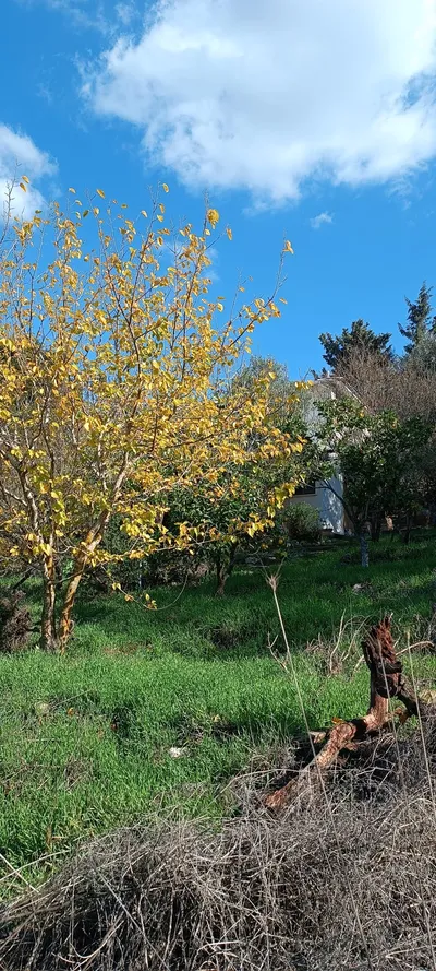 חכורה קדיתא 18