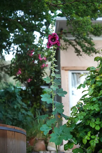 חכורה קדיתא 19